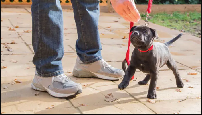 Professional Providence Dog Training for Happy, Well-Behaved Dogs